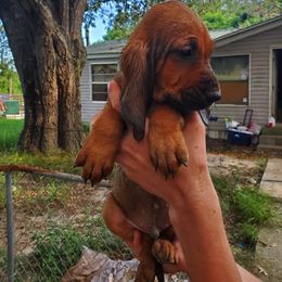 Bloodhound Puppies from Castaways Hooves & Hounds