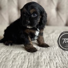 Cavapoo and Poodle Puppies from Autumn Shepherds & Poodles