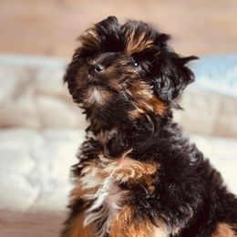 Bernedoodle, Goldendoodle, Poodle, Schnoodle, and Sheepadoodle Puppies from Boise Doodle Co.