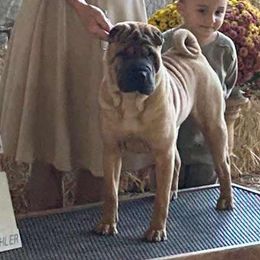 Chinese Shar-Pei Puppies from Shine Shar-Pei
