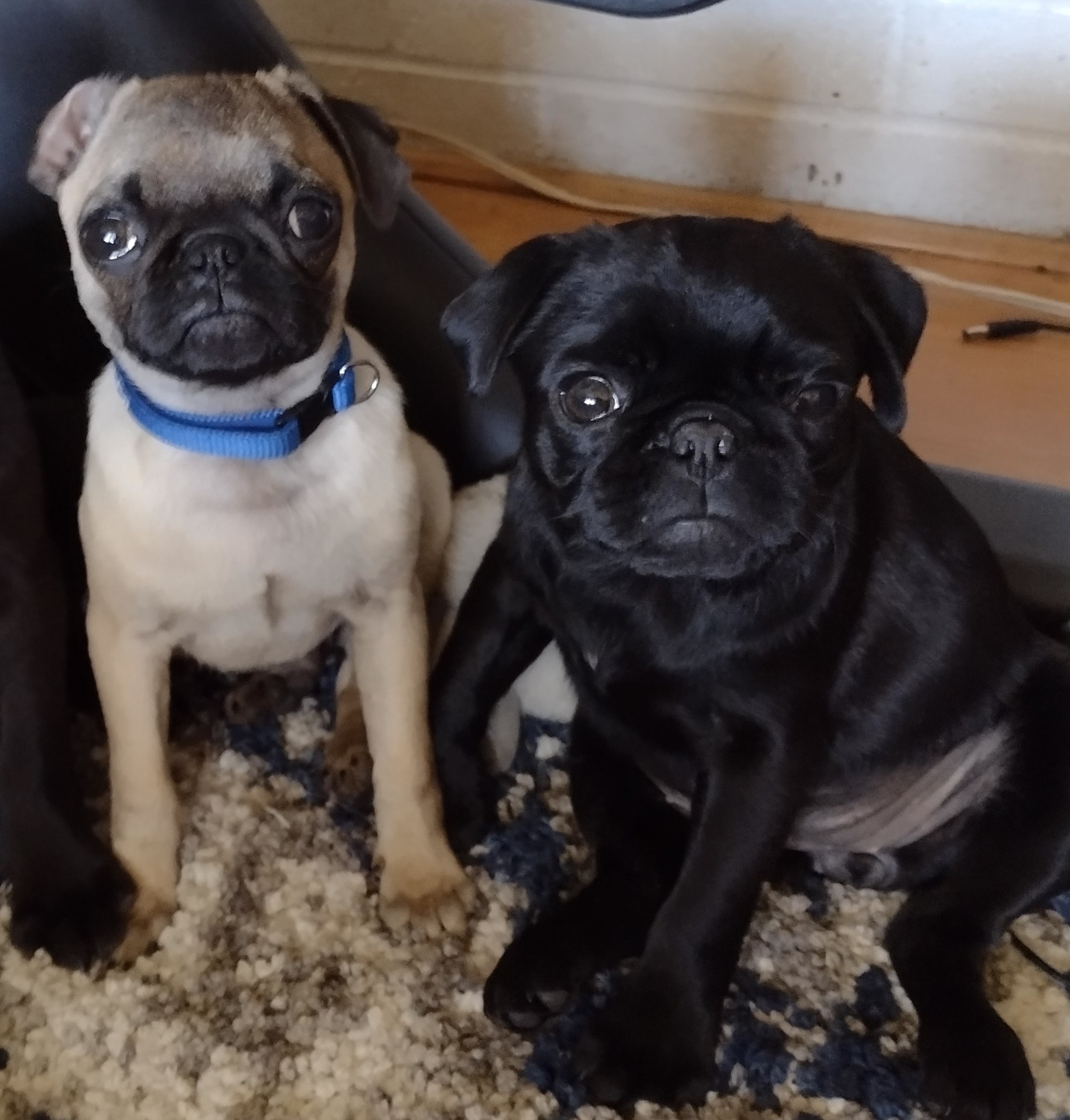 Pugs from Cj Snuggle Pugs