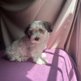 Domingo - White Havanese puppy in Pearland, Texas from Herds Of Havanese