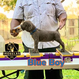 Boy 4 - Gray Cane Corso puppy in College Station, Texas from Ironclad Cane Corso