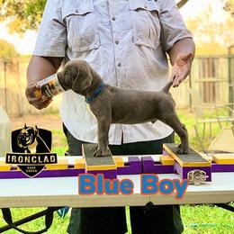 Boy 4 - Gray Cane Corso puppy in College Station, Texas from Ironclad Cane Corso