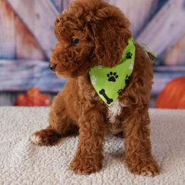 Flynn - Red  male Goldendoodle puppy in Apopka, Florida from Rae Precious Puppies