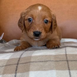 Light Blue Collar - Dark golden female Golden Retriever puppy in Cheyenne, Wyoming from Golden Badger Kennels