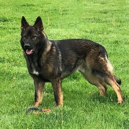 Jake - German Shepherd
