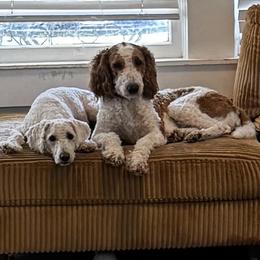 Atlas - Goldendoodle