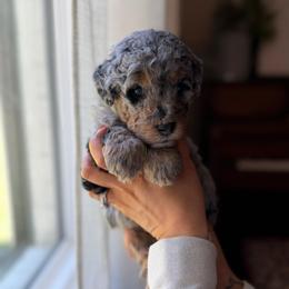The Legend - Merle male Bernedoodle puppy in Benton, Arkansas from Cozy Creek Doodles