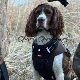 Remi - English Springer Spaniel