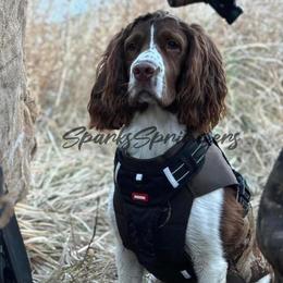 Remi - English Springer Spaniel