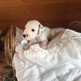Male Picking Spot 1 - White and black male Dalmatian puppy in Hawkins, Texas from Snow Dalmatians