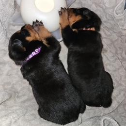 Cane Corso and Rottweiler Puppies from Hildegarde Kennels