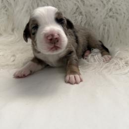 Cypress - Blue merle male Australian Shepherd puppy in Mesa, Arizona from Four Peaks Aussies