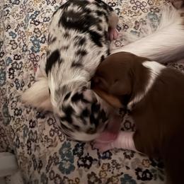 Moon - Red tri-color male Australian Shepherd puppy in Wrightstown, New Jersey from Hartzland Farm Australian Shepherds