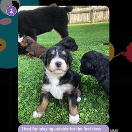 Bernedoodle, Goldendoodle, and Poodle Puppies from Avery Doodle Day LLC
