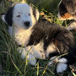 Polly - Black tri female Miniature Australian Shepherd puppy in Marion, Michigan from Highland Hills Mini Aussies
