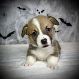 Boy 7 - Sable male Pembroke Welsh Corgi puppy in Surprise, Arizona from Ruff and Rowdy Corgis