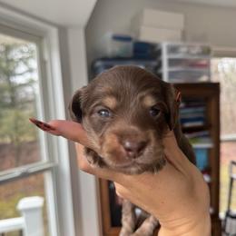 Chocolate boy 1- 3500 - Chocolate and cream male Dachshund puppy in North Branch, Michigan from Monarch Miniature Dachshunds