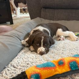 English Springer Spaniel Puppies from Timothy Naylor