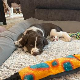 English Springer Spaniel Puppies from Timothy Naylor