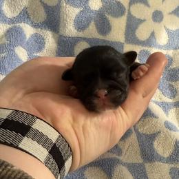 Stu - Brindle male Shih Tzu puppy in Sharon, Pennsylvania from Keystone Danes and Shih tzus