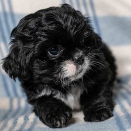 Wilson - Black and white male Shih Tzu puppy in Montrose, Colorado from Nana's Happy Pups