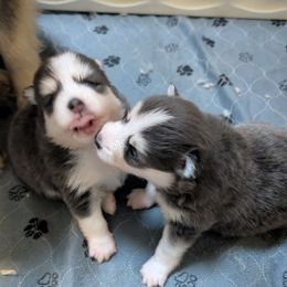 Pup 4 - Blue female Pomsky puppy in Hurleyville, New York from My Crazy Pomskys
