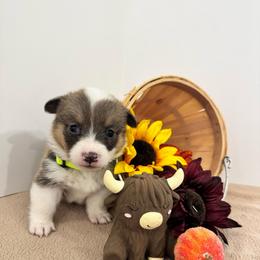 Harley Quinn - Sable female Pembroke Welsh Corgi puppy in Millsap, Texas from Punchy Pembroke Ranch