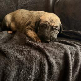Shamrock - Brindle female Irish Wolfhound puppy in Uintah County, Utah from Bingo's Wolfhounds, Lollipop Pomskies