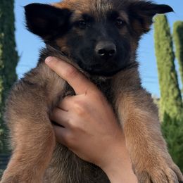 German Shepherd puppies from Top Shepherd & French bulldog kennel