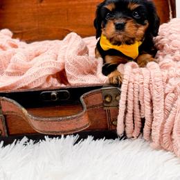 Cammi - Black and tan female Cavalier King Charles Spaniel puppy in North Carolina from NC Doodle Puppies