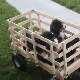 Bernese Mountain Dog Puppies from Emerald Acres Bernese