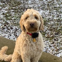 Ida - Goldendoodle