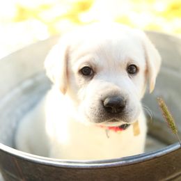 Labrador Retriever Puppies from Heavenly polar labs