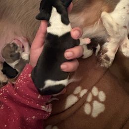 Boy 2 - Black and cream male Dachshund puppy in Saint Paul, Minnesota from Vibrant Eyes Doxies