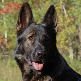 Brandy - German Shepherd