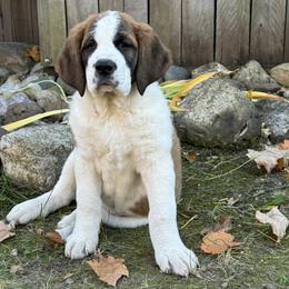 Shimmer - Brown and white female Saint Berdoodle puppy in Traverse City, Michigan from Bare Paws Saint Berdoodles