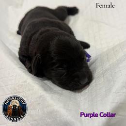 Ella Purple Collar - Black female Labrador Retriever puppy in Elloree, South Carolina from Moonlight Kennels LLC