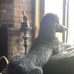 Aretha - Poodle