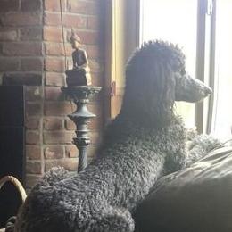 Aretha - Poodle