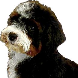 Reef - Bernedoodle