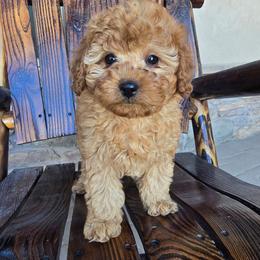 Cassidy - Red female Cavapoo puppy in Erda, Utah from Country Lane Doodles