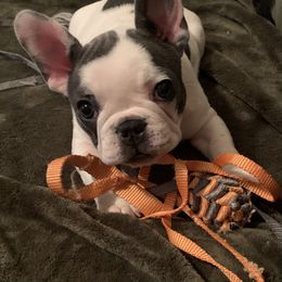 French Bulldog Puppies from De Lux Frenchies