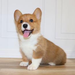 Girl 1 - Red female Pembroke Welsh Corgi puppy in Ash Flat, Arkansas from Arkansas Corgis