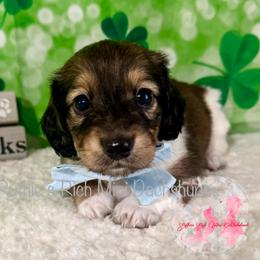Boy two - Brindle male Dachshund puppy in Lakeland, Florida from Ruthie’s Rich Mini Dachshunds