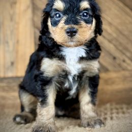 Aussiedoodle, Miniature Australian Shepherd, and Poodle Puppies from Classic K9’s  Aussies & Doodles