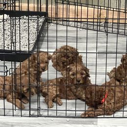 Cavapoo Puppies from Nana Oodles