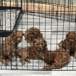 Cavapoo Puppies from Nana Oodles