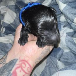Blue Collar Black Male - Felix - Black male German Shepherd puppy in Adelanto, California from Würdighaus Kennels